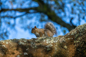 Funny cute squirrel on a tree in the Golden Gate Park