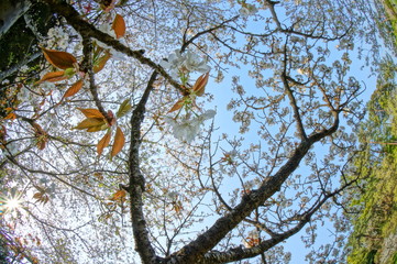 超広角レンズで撮影した春の森