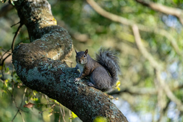 Funny cute squirrel on a tree in the Golden Gate Park