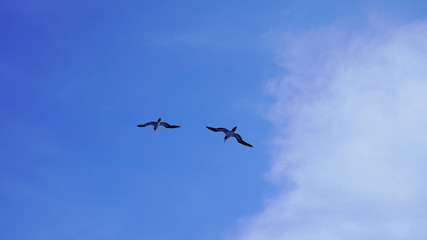 Seagulls soaring in the blue sky