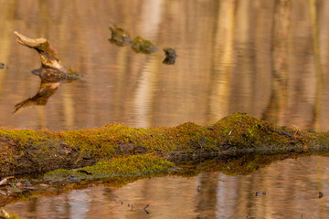 old bough in the swamp water