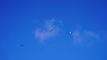 Seagulls soaring in the blue sky