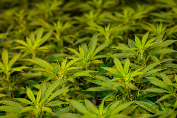 Indoor marijuana growing American facility of cannabis plants with fresh green leaves green blurred background