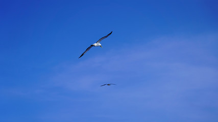 
Albatross against a clear blue sky over the Pacific Ocean. close flying seagulls against the sky with clouds taiwan. bird flight freedom