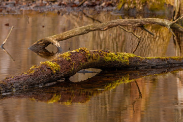 old bough on a swamp in the woods