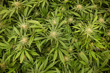 Cannabis Texture Marijuana Leaf Pile Background for pot industry legal vape