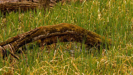 old bough in the grass