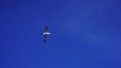 
Albatross against a clear blue sky over the Pacific Ocean. close flying seagulls against the sky with clouds taiwan. bird flight freedom