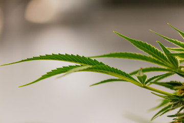 Medical marijuana leaf isolated on blurred background for medicinal cannabis industry