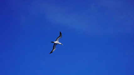 
Albatross against a clear blue sky over the Pacific Ocean. close flying seagulls against the sky with clouds taiwan. bird flight freedom