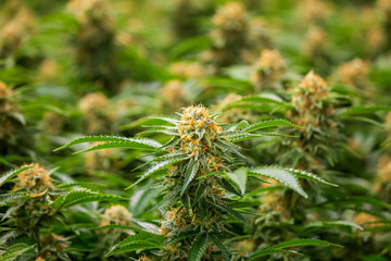 Closeup of marijuana flower for cannabis industry showing pistils & pollen fresh green plant