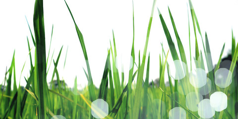 Green leaf rice picture Which had white morning sunshine