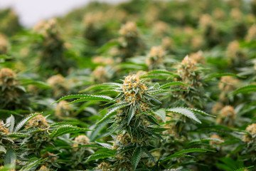 Closeup of cannabis flower for marijuana industry showing pistils & pollen fresh green plant