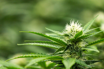 Closeup of marijuana mother flower & leaves showing trichomes cola stem cannabis plant closeup