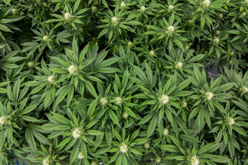 Textured background of Fresh Green Marijuana Leaves for outdoor growing facility 