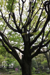 日本風庭園にて