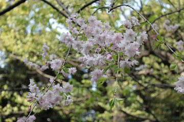 日本風庭園にて