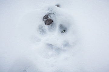 Snow Leopard, Panthera uncia, pugmark in the snow.