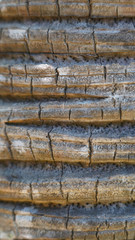 Tree bark. palm bark structure. Banana palm tree texture. natural macro background 