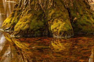 tree stump in the water
