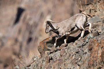 The bharal or Himalayan blue sheep or naur, Pseudois nayaur, climbing down rocks.