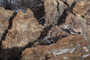 A bharal or Himalayan blue sheep or naur, Pseudois nayaur, standing on a rocky ridge.