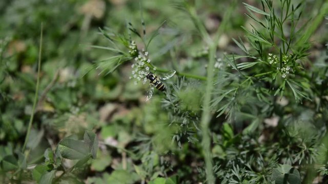 Flying insect with white, yellow and black coloured abdomen. Flying through the plants in the backyard looking for nectar