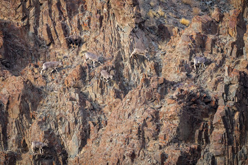 Bharal or Himalayan blue sheep or naur, Pseudois nayaur, climbing along a near-vertical rock face.