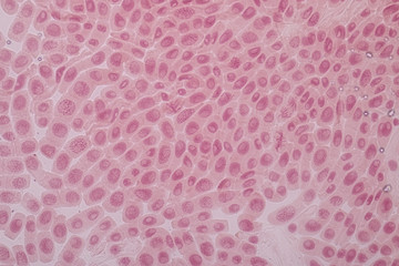Obraz premium Root tip of Onion and Mitosis cell in the Root tip of Onion under a microscope. 