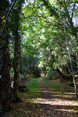 Trees in autumn season,  Bodnant Garden, National Trust