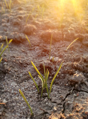 First cereal shoots in the sunset of the Spanish countryside. Green grain growing. Young barley growing. Intense natural greens. European agriculture.