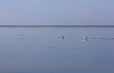 Family of wild swans. Astrakhan region. Russia.