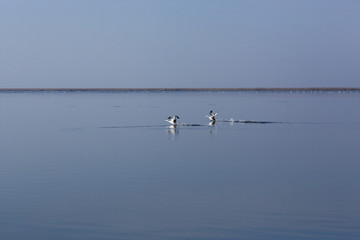 Family of wild swans. Astrakhan region. Russia.