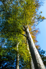 Trees in autumn season,  Bodnant Garden, National Trust