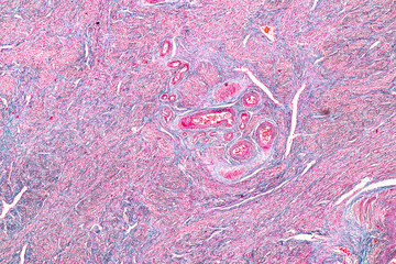 Education anatomy and Histological sample of Human under the microscope.
