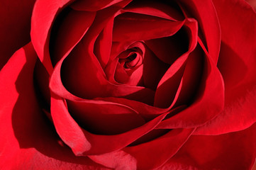 Close up of the top of a red rose with unfurling petals in sunshine
