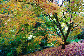 Trees in autumn season,  Bodnant Garden, National Trust