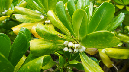 Obraz premium tropical plant texture Japan. Heliotropium foertherianum on the tropical beach. green leaves and berries of tropic plants 