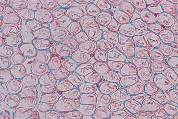 Education anatomy and Histological sample of Human under the microscope.
