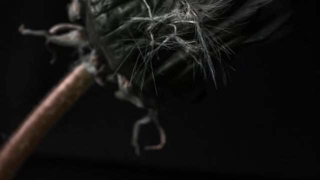 close up dandelion flower on black background, extreme macro timelapse