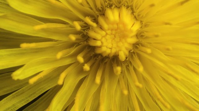 Yellow dandelion flower rotate while blooming, extreme macro botancal nature