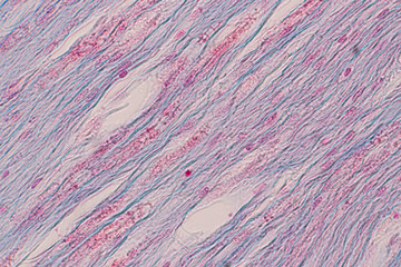 Education anatomy and Histological sample of Human under the microscope.
