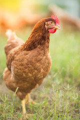 Chickens walk on the grass in the morning.