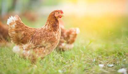Chickens walk on the grass in the morning.