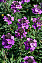 Blooming of wallflowers ( Erysimum linifolium) in Japan in spring