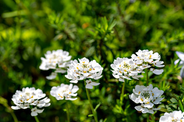 Full blooming of candytuft (Iberis) in Japan in spring 