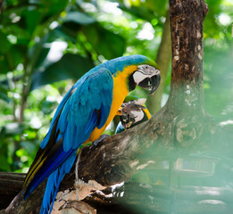 Guacamayo Azul y Amarillo