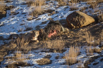 A snow leopard, Panthera uncia, lying on the ground next to a livestock yak kill.