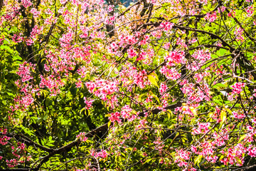 Obraz na płótnie Canvas Wild Himalayan Cherry pink flower with forest background