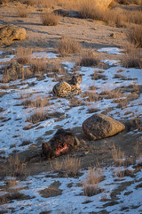 A snow leopard, Panthera uncia, lying on snowy ground near a yak kill.